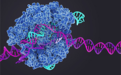 CRISPR实现快速诊断疾病，这是基因编辑的小众赛道
