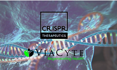 用基因编辑人造胰腺？ CRISPR Therapeutics和 ViaCyte达成战略合作